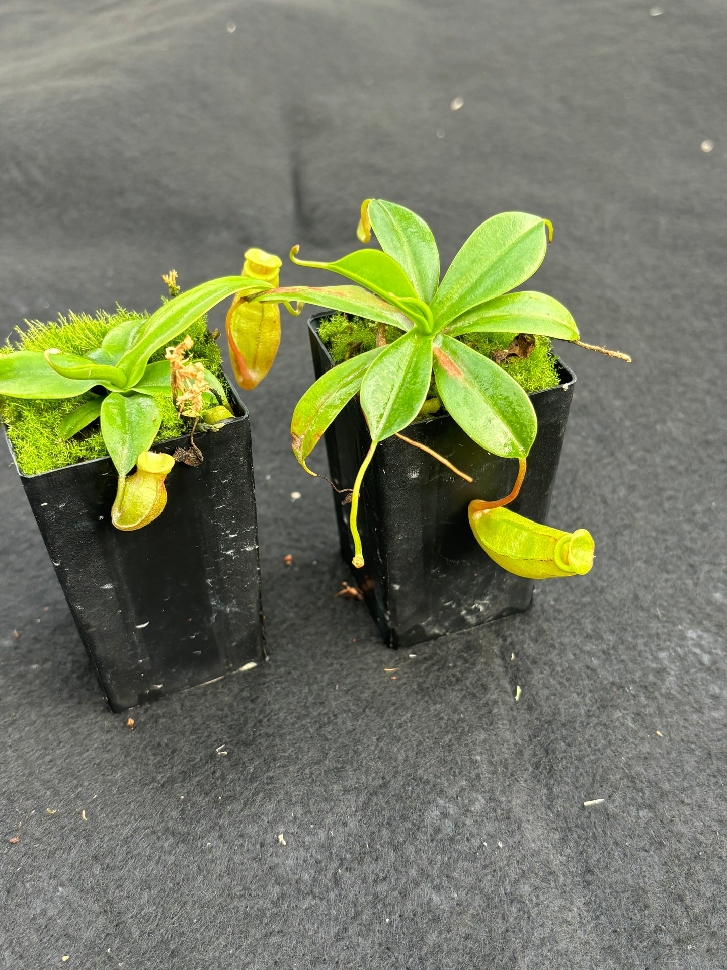 Nepenthes (ventricosa x insignis) x [(sibuyanensis x ventricosa) x jacquelineae]