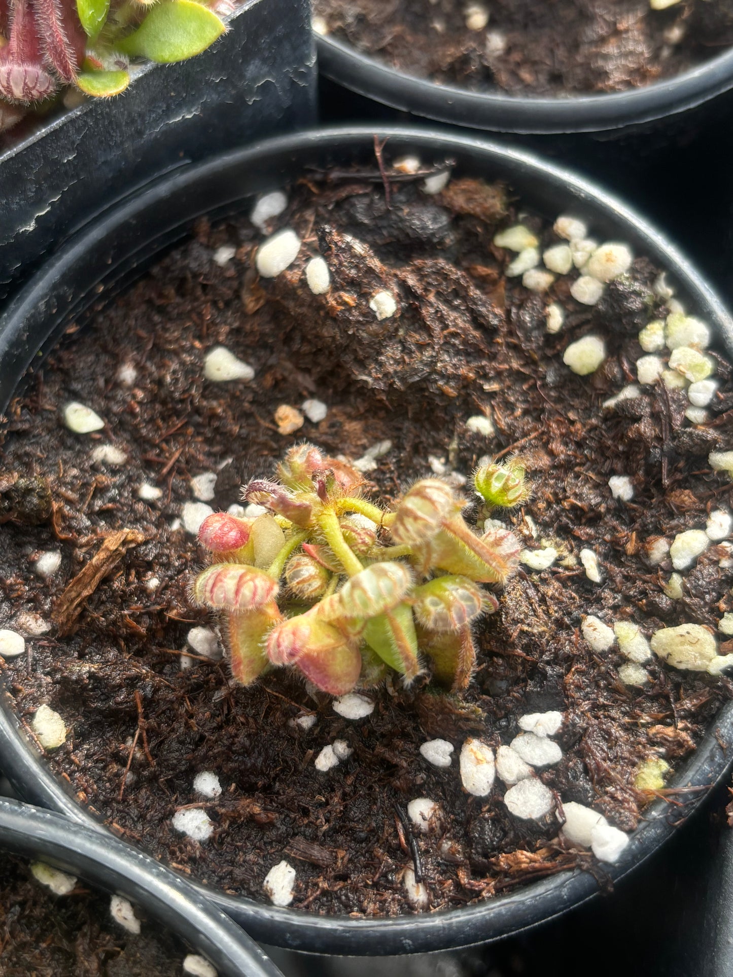 cephalotus follicularis