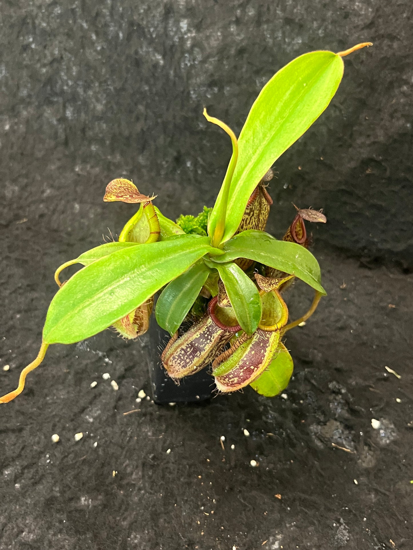 Nepenthes spectabilis x hamata BE-3871