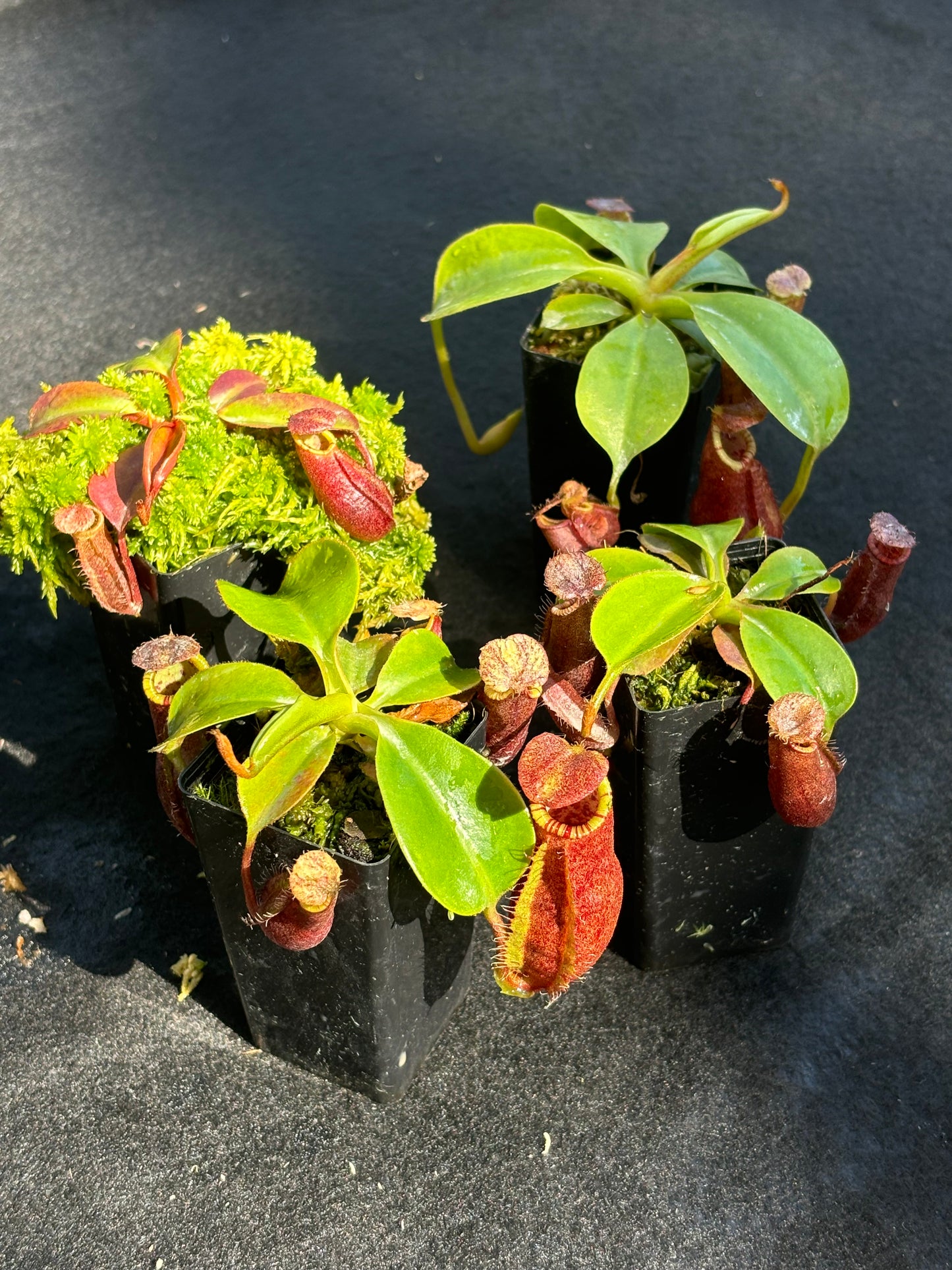 Nepenthes robcantleyi x palawanensis BE-4591