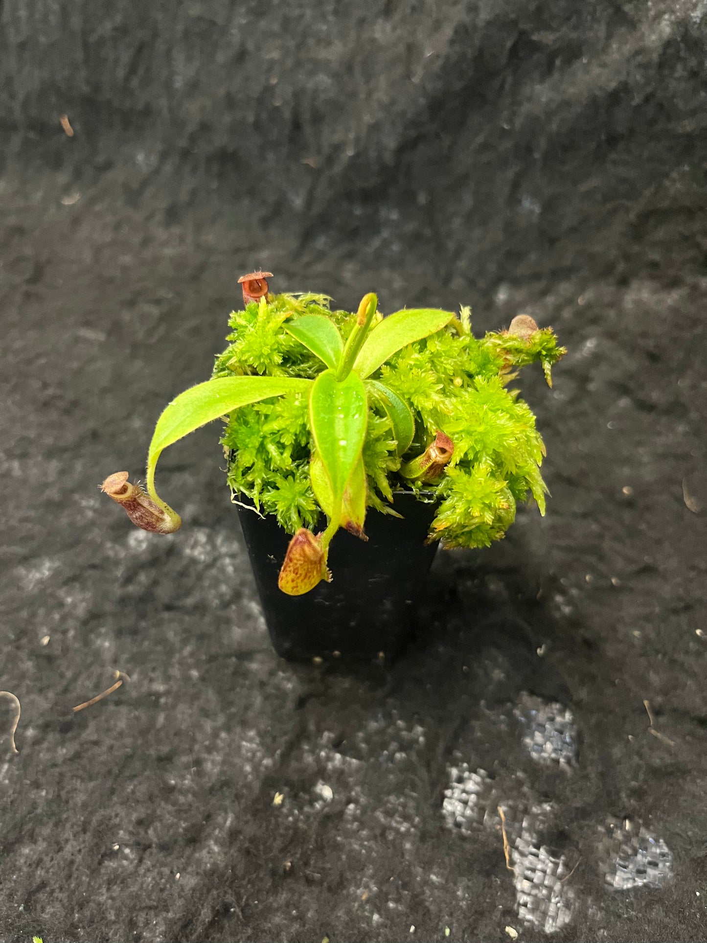 Nepenthes talangensis x glandulifera