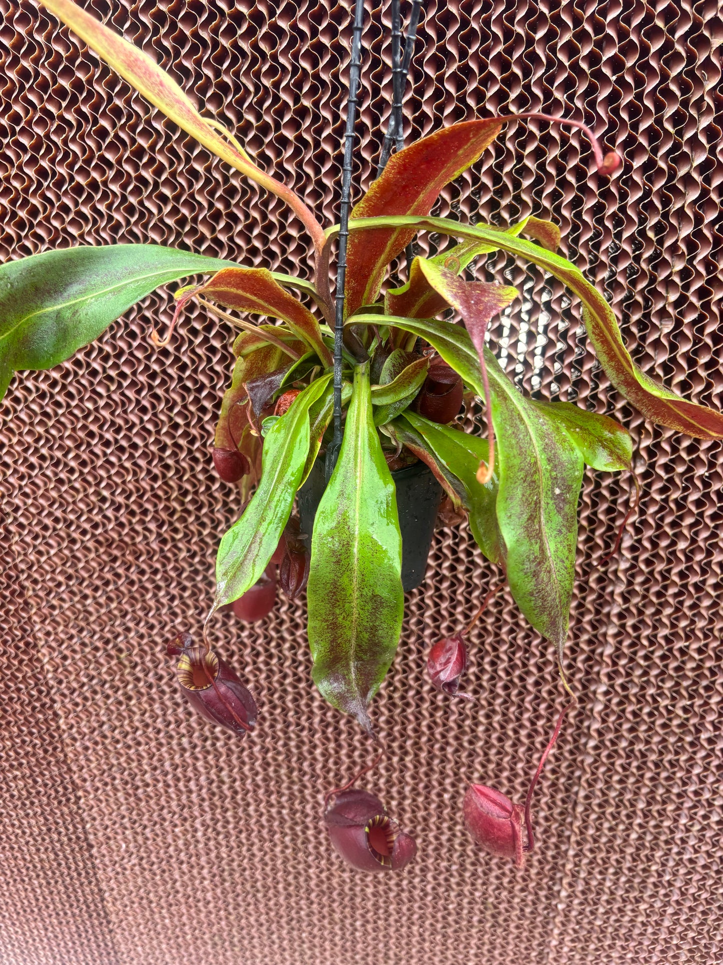 Nepenthes mirabilis var. globosa x ampullaria