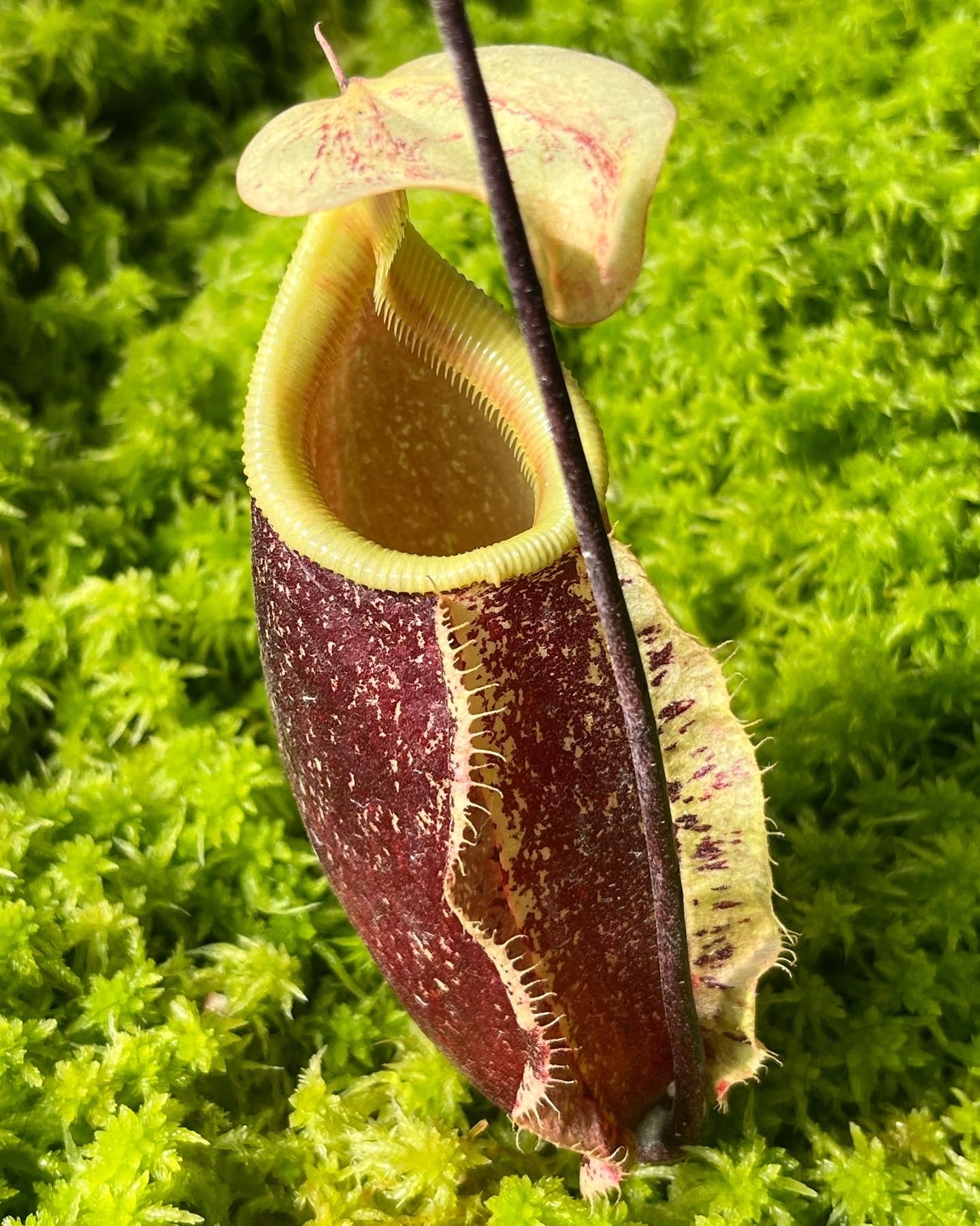 Nepenthes rafflesiana x sibuyanensis ‘Suki’