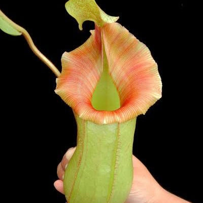 Nepenthes veitchii x ventricosa BE-4500