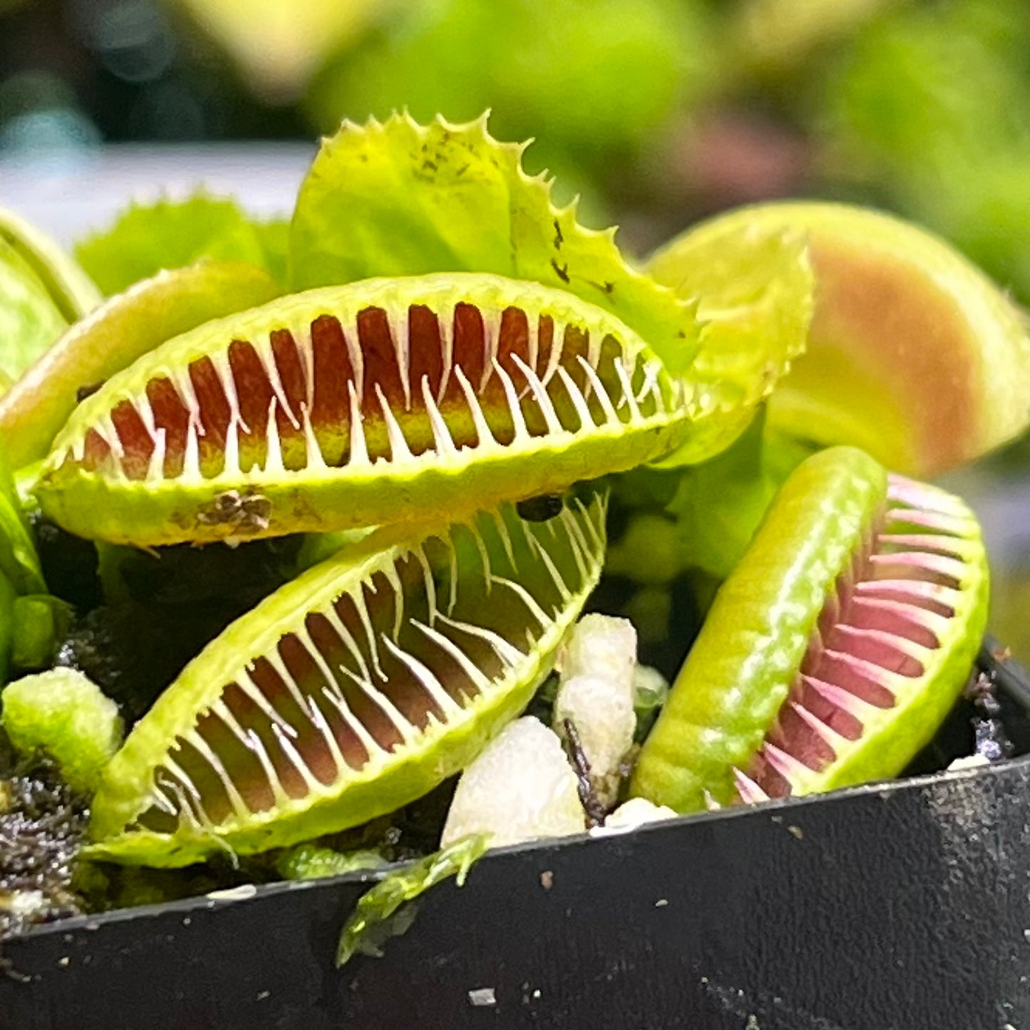 Dionaea muscipula 'Ramesse I'