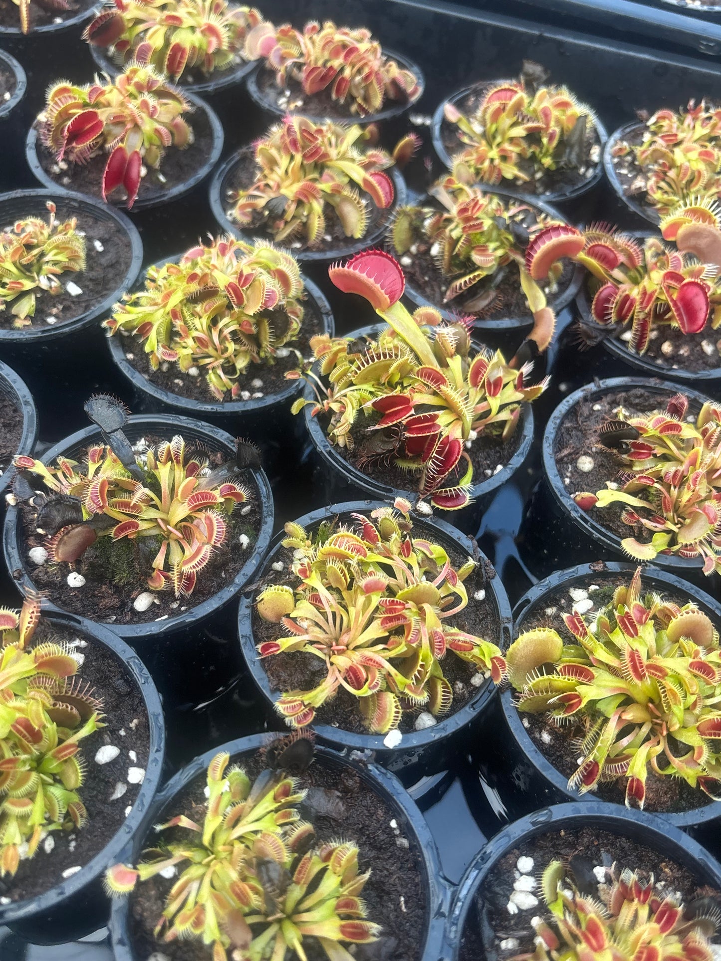 Dionaea muscipula 'Bloody Nurse'
