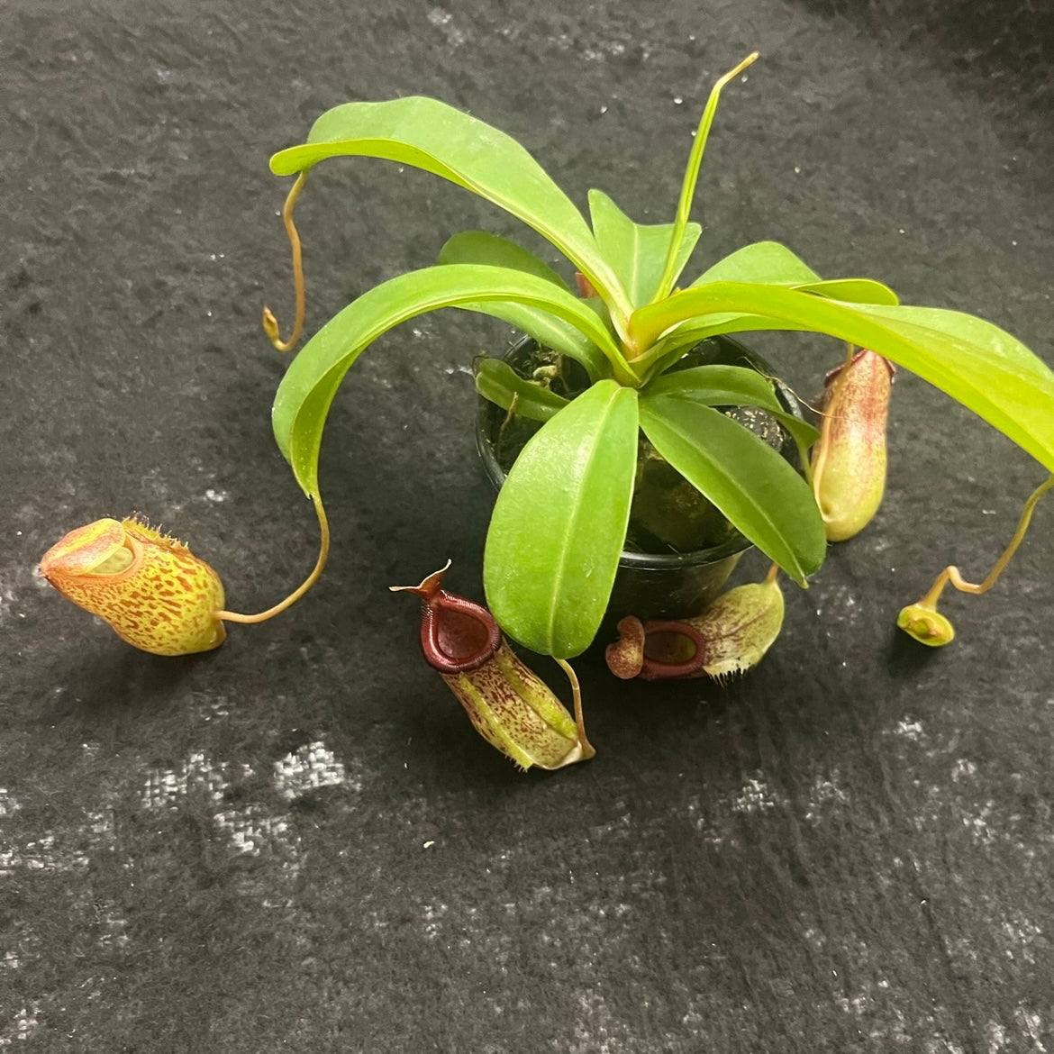 Nepenthes ventricosa x (maxima x talangensis) ‘Mimi's Kiss’