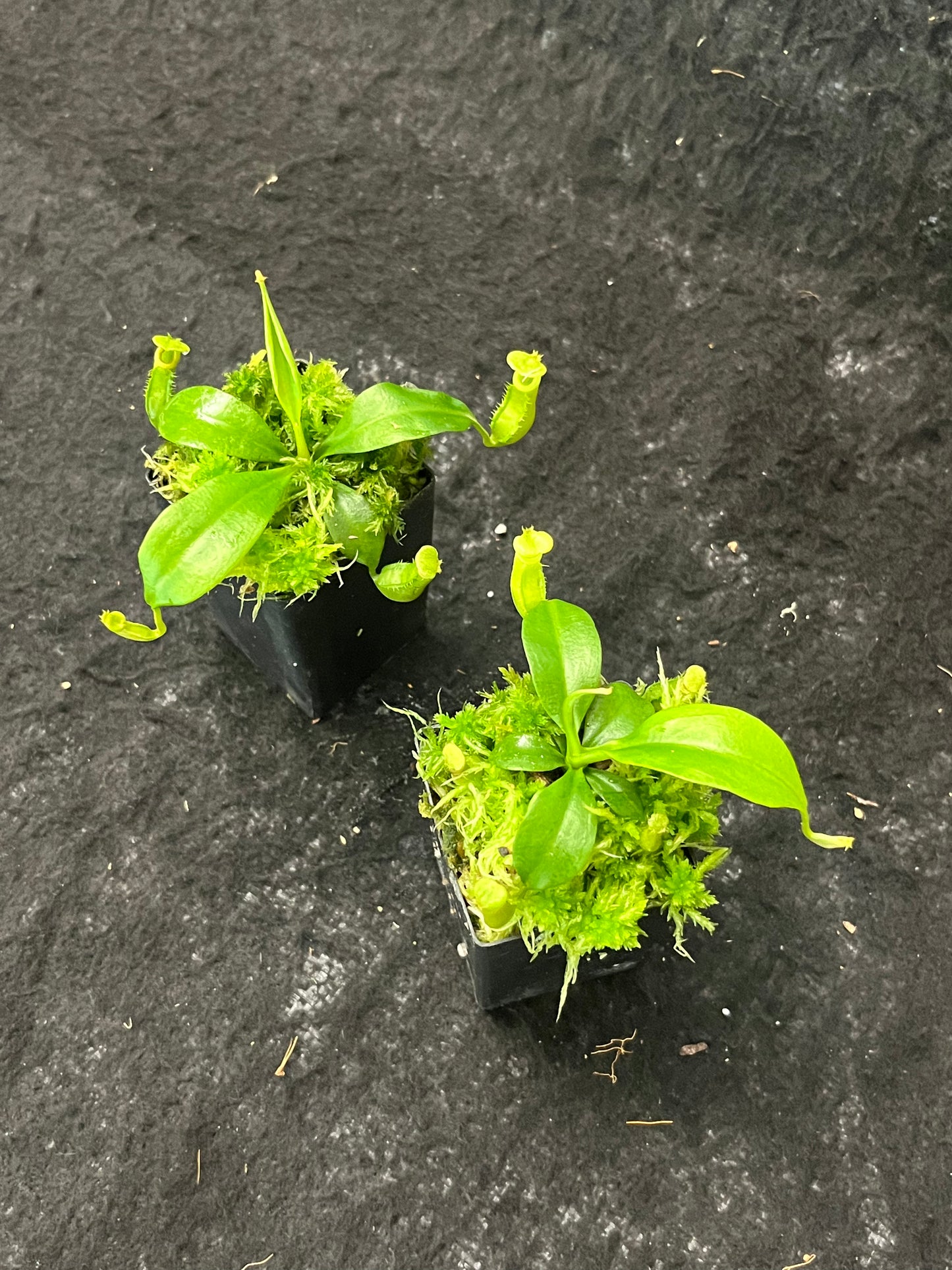 Nepenthes bicalcarata