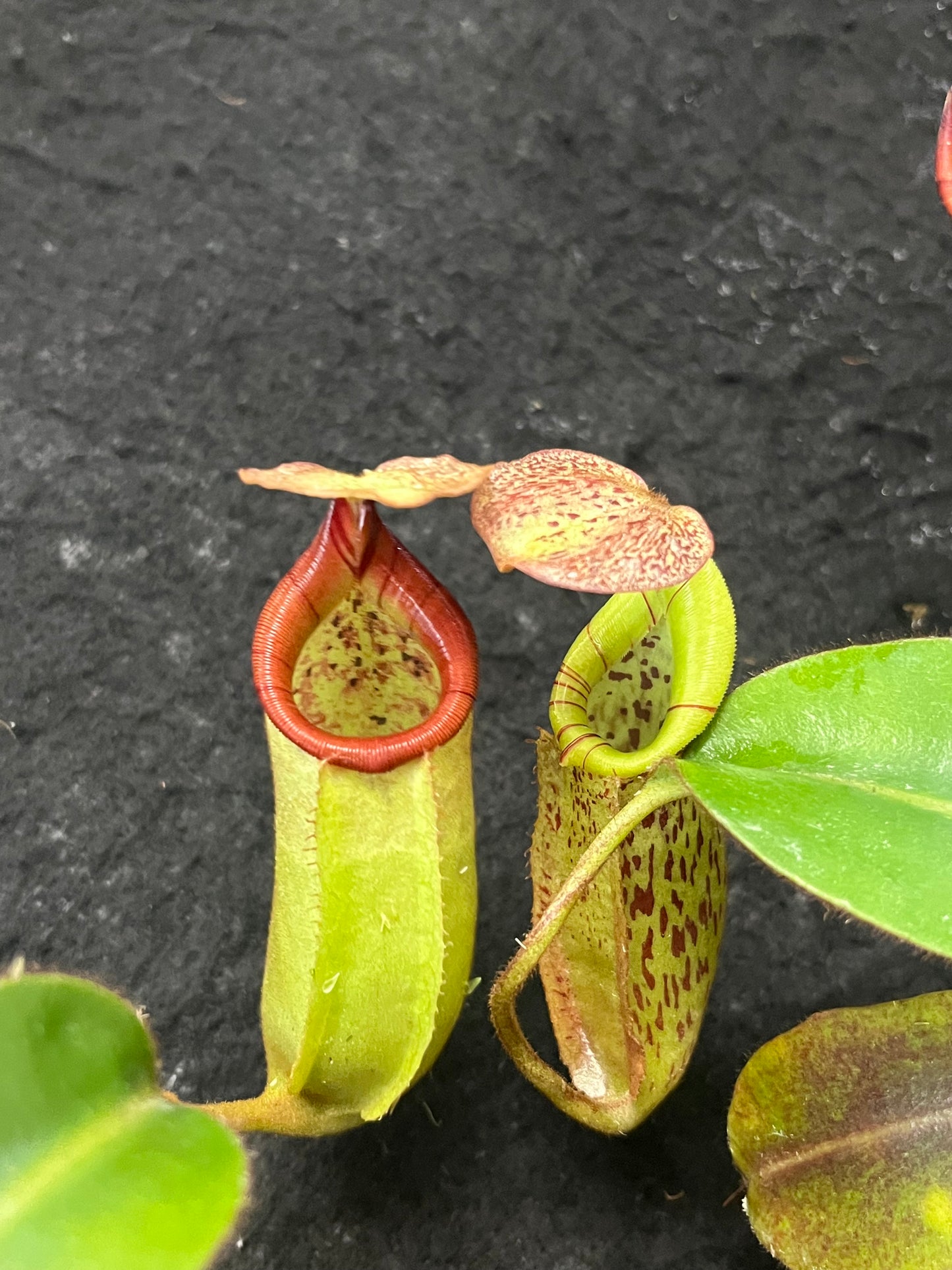 Nepenthes burbidgeae x veitchii BE-3723