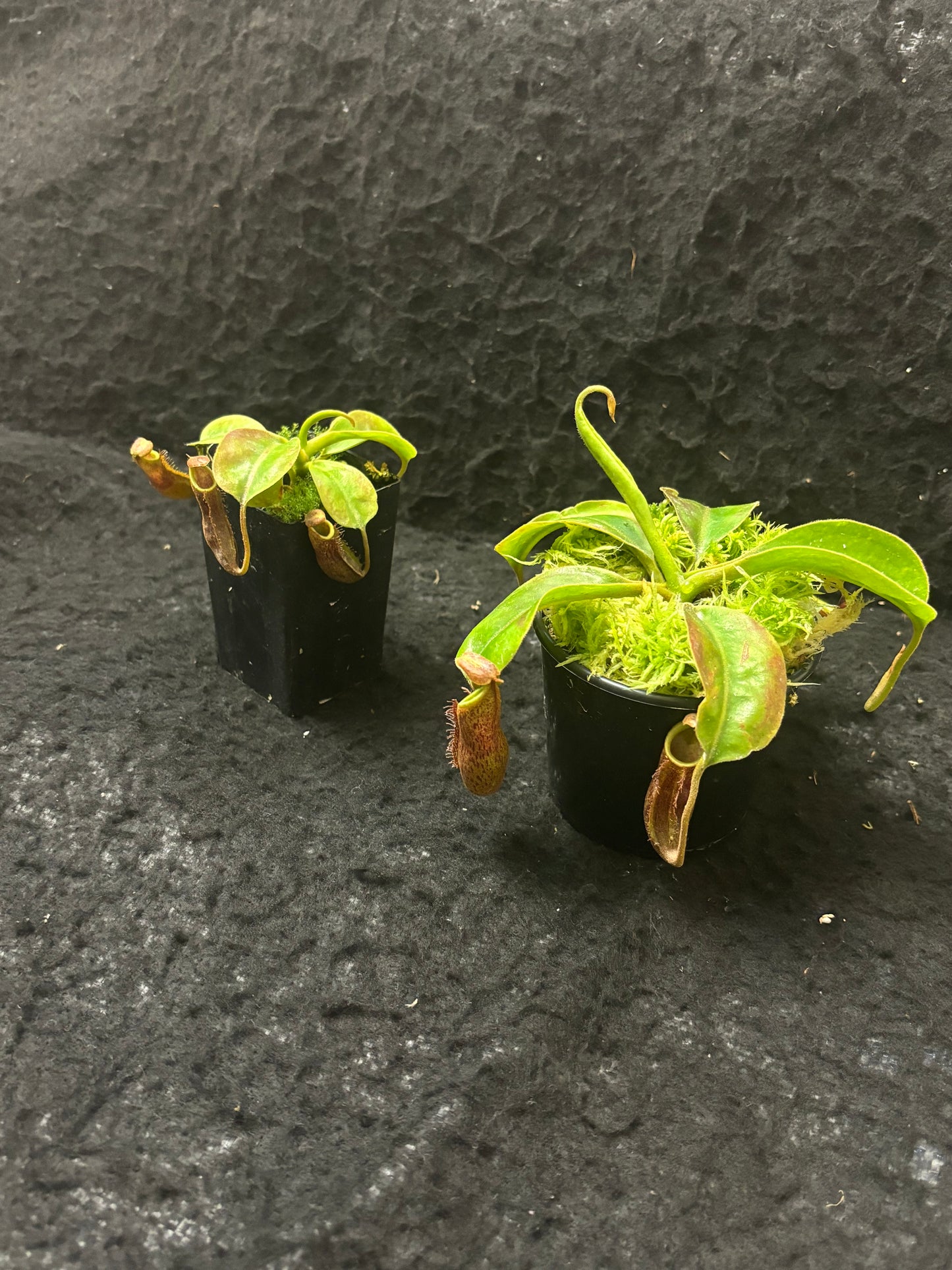 Nepenthes boschiana x mollis