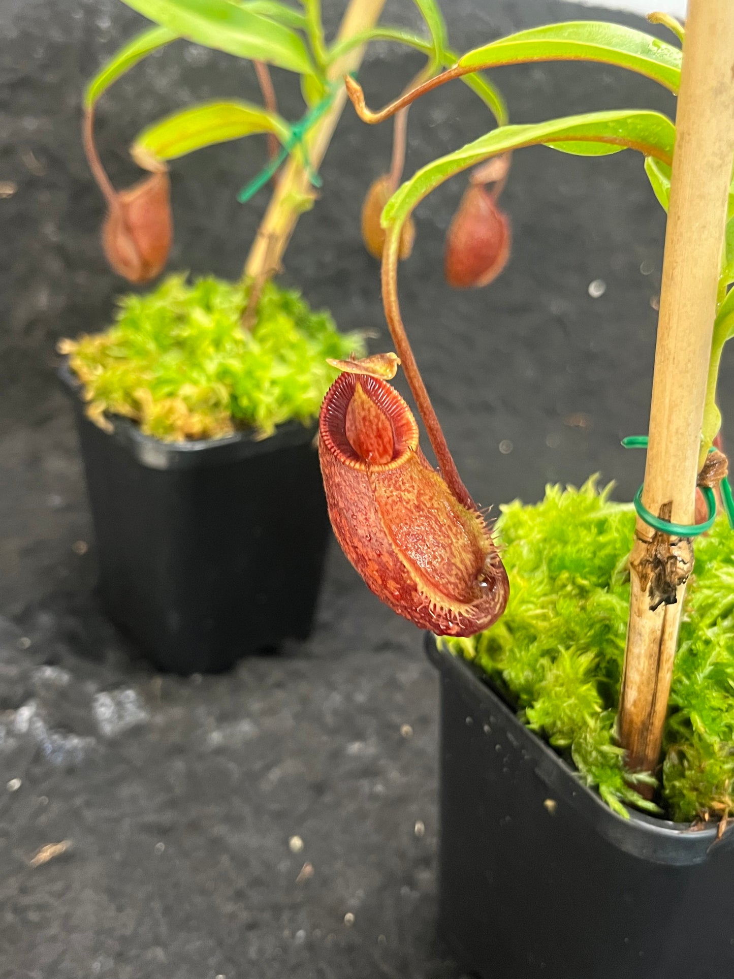 Nepenthes aristolochioides x diabolica BE-3898