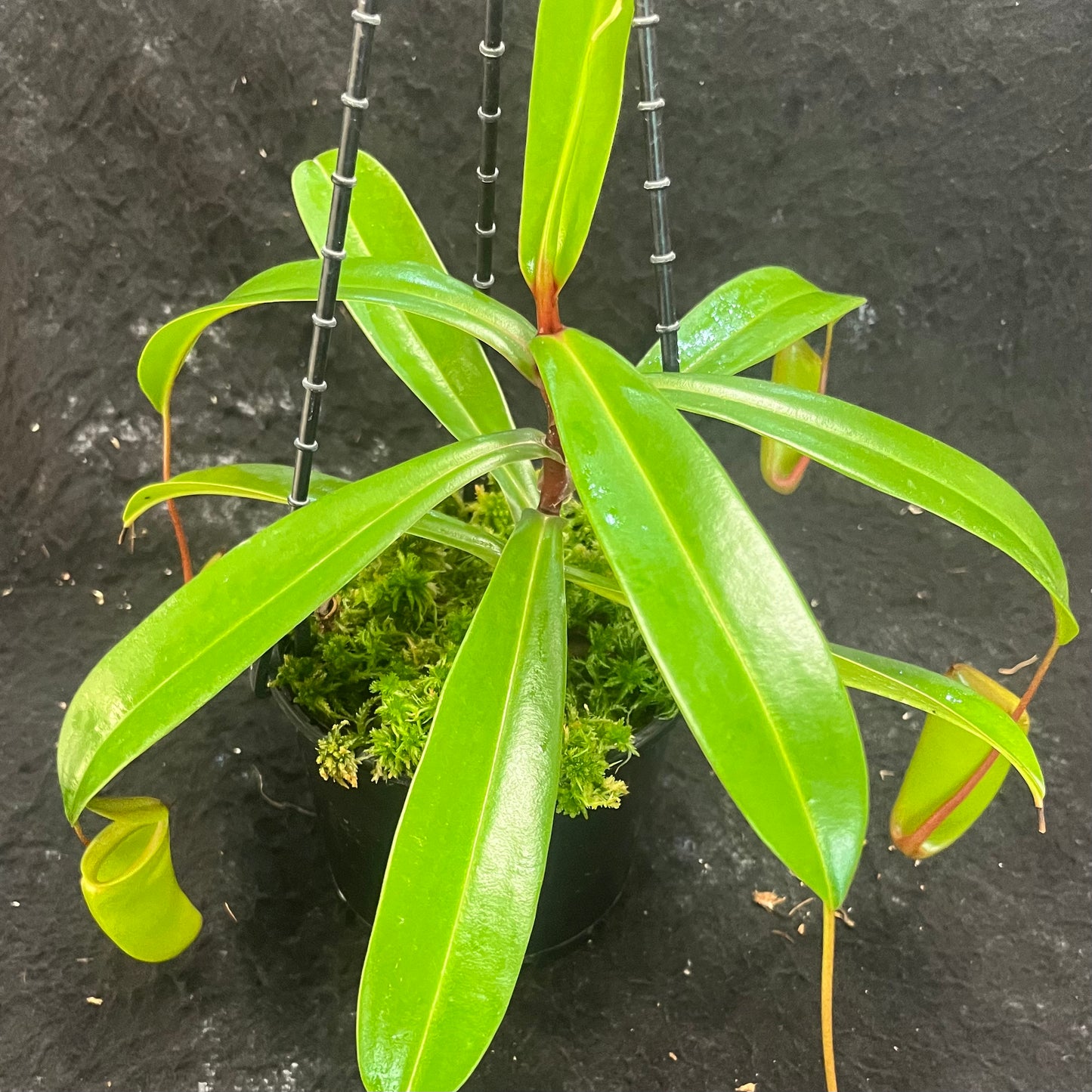 Nepenthes ventricosa x dubia