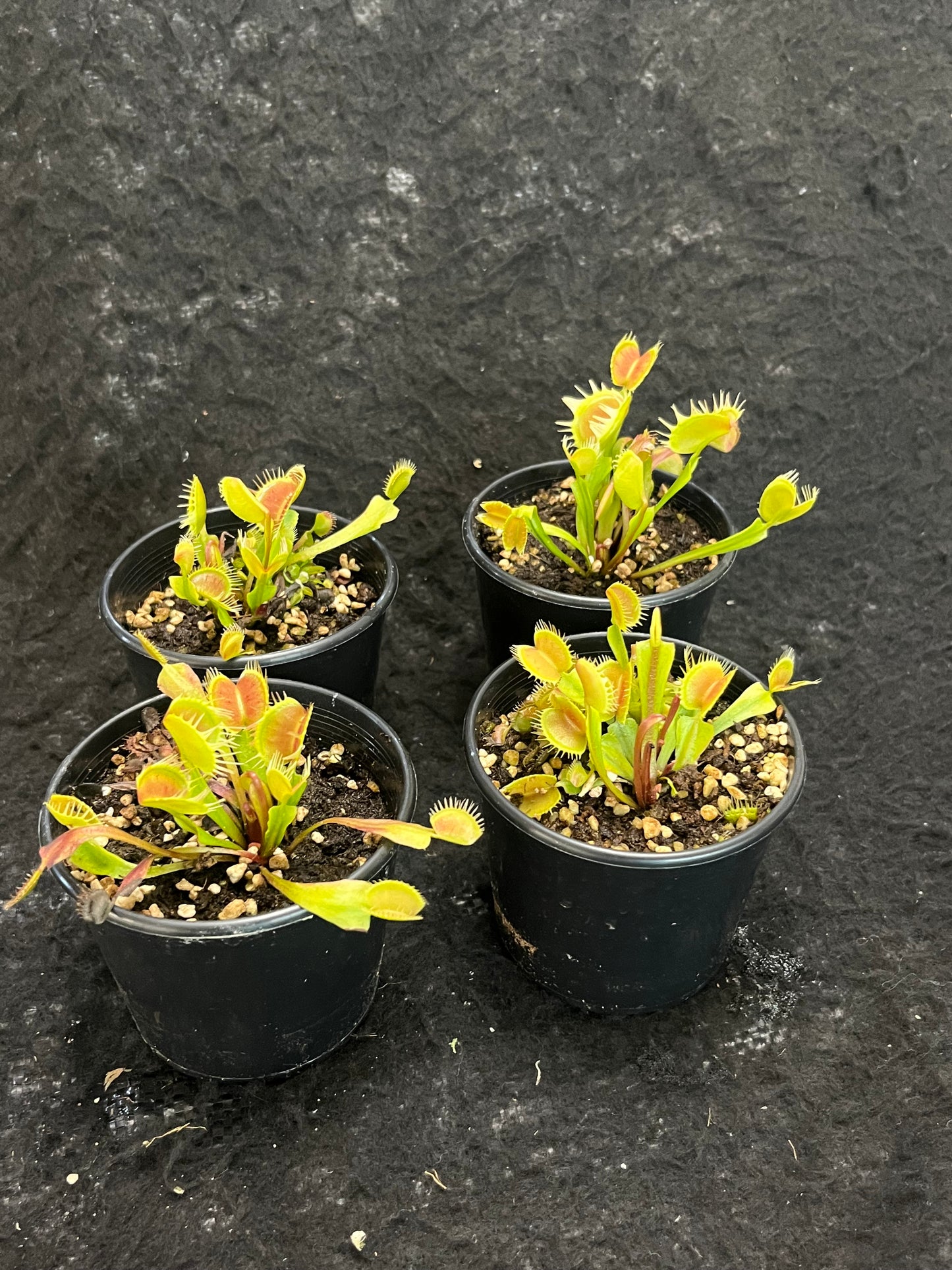 Dionaea muscipula 'Red and fused tooth