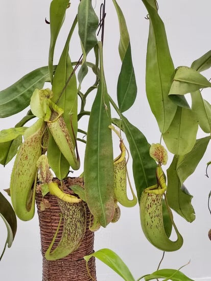 nepenthes Dyeriana