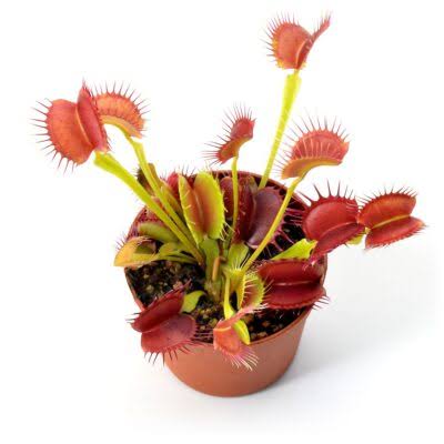 Dionaea muscipula G14