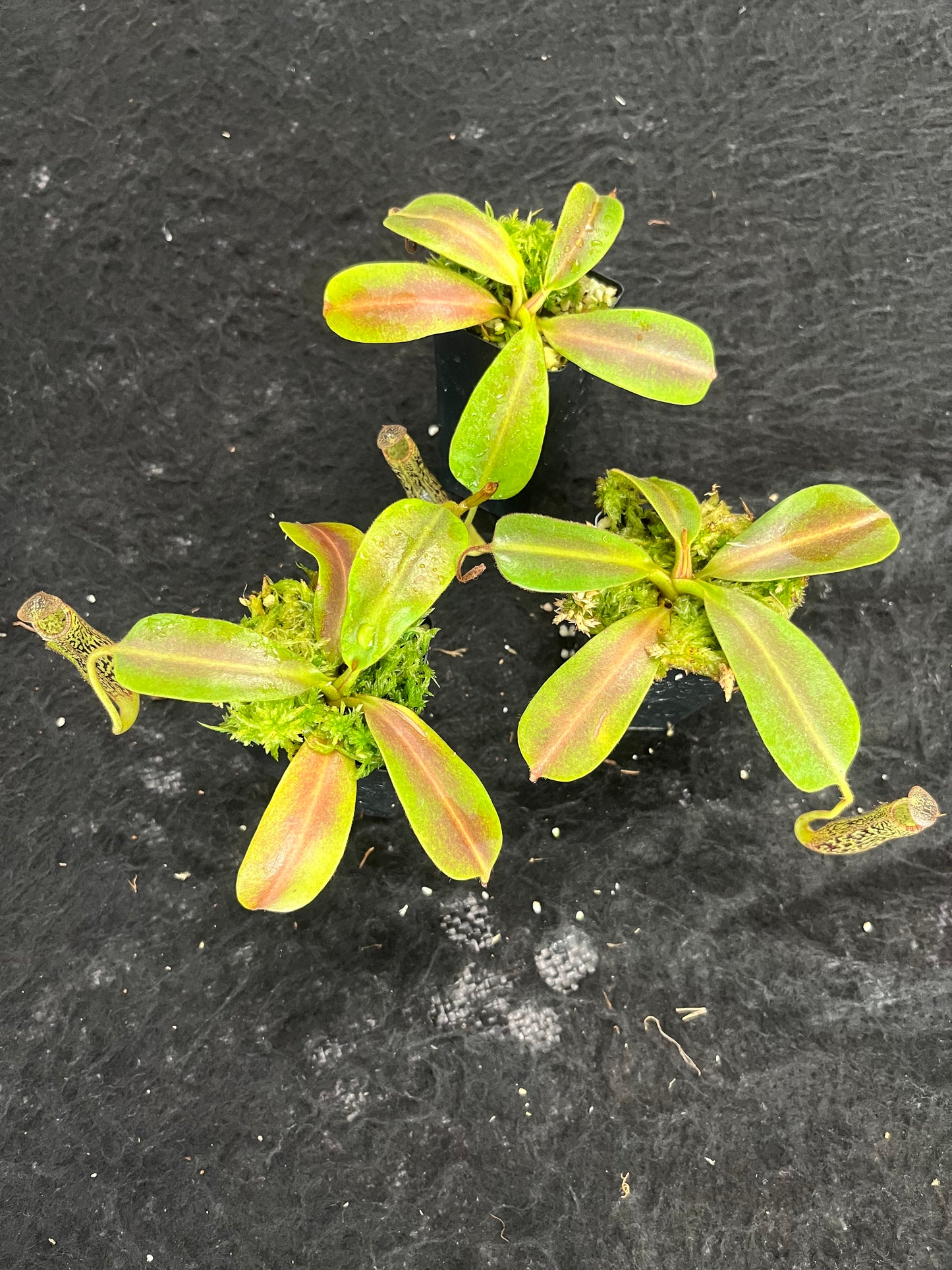 Nepenthes vogelii BE-3256