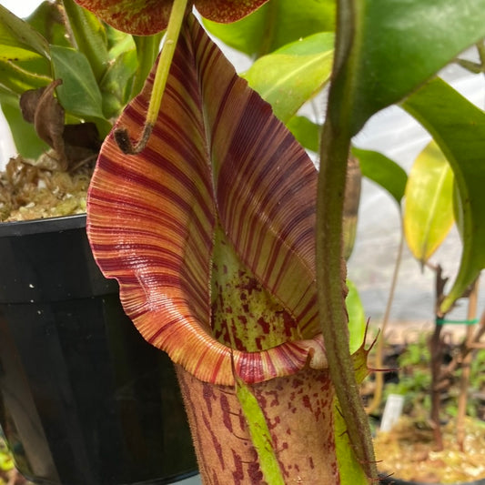 Nepenthes maxima x veitchii