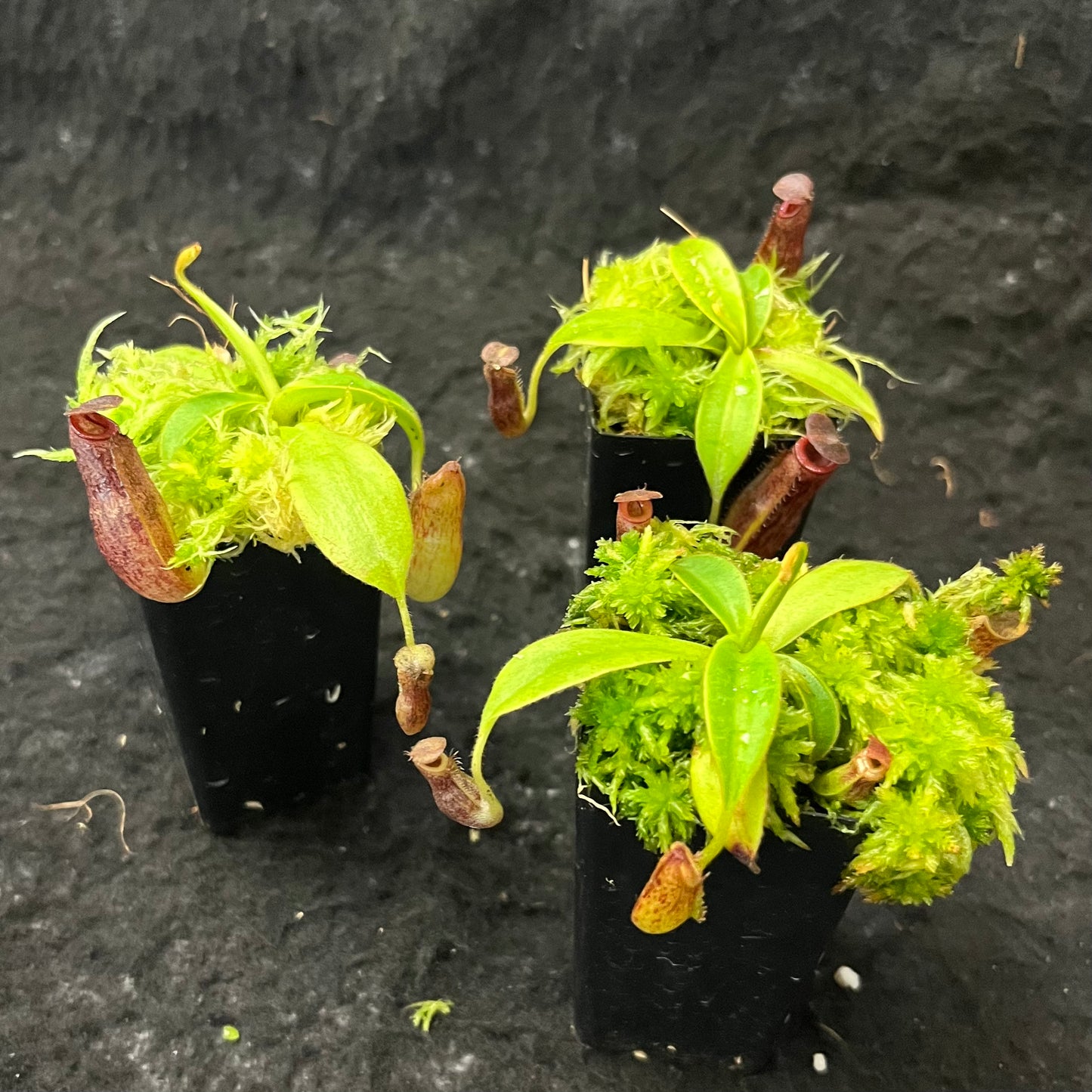 Nepenthes talangensis x glandulifera