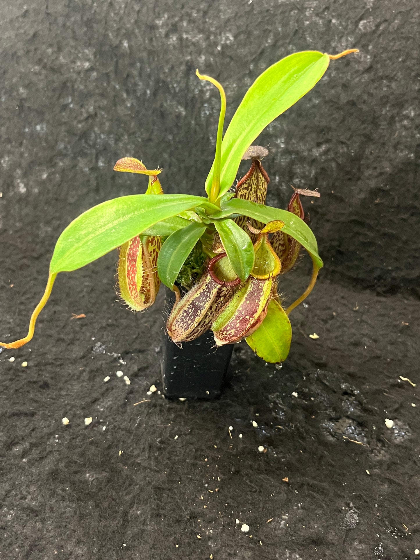 Nepenthes spectabilis x hamata BE-3871