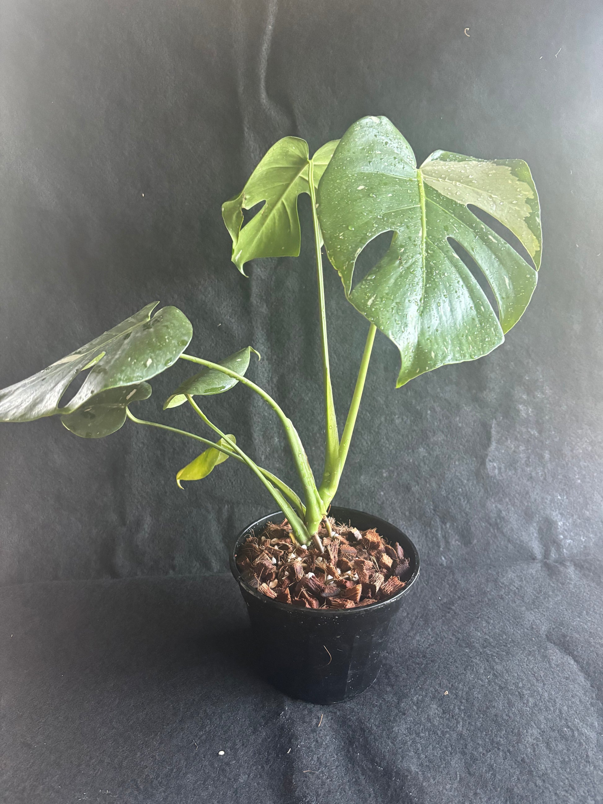 home depot monstera deliciosa Monstera Thai Constellation – Pitcher N' Moss