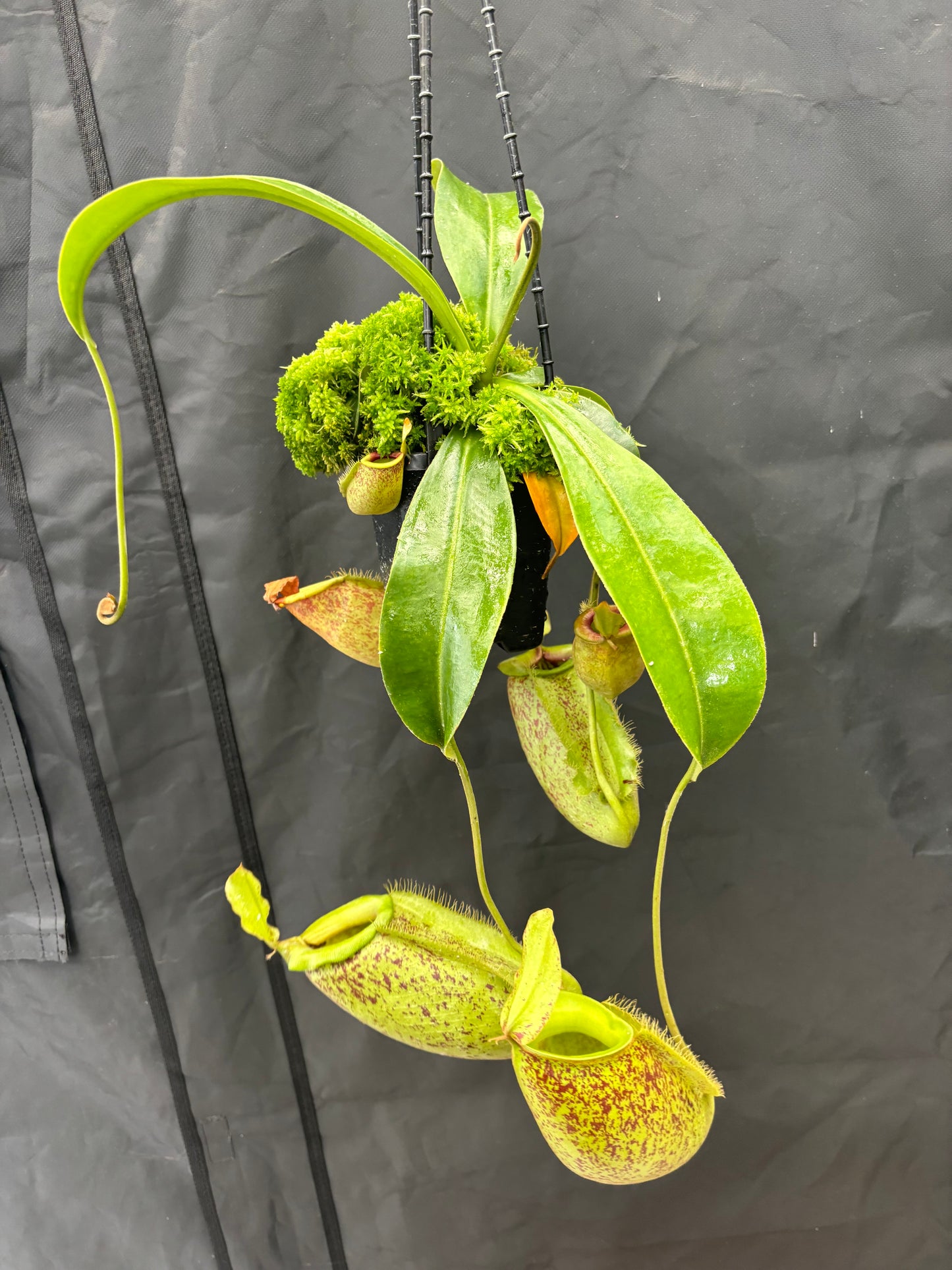 Nepenthes spathulata x ampullaria