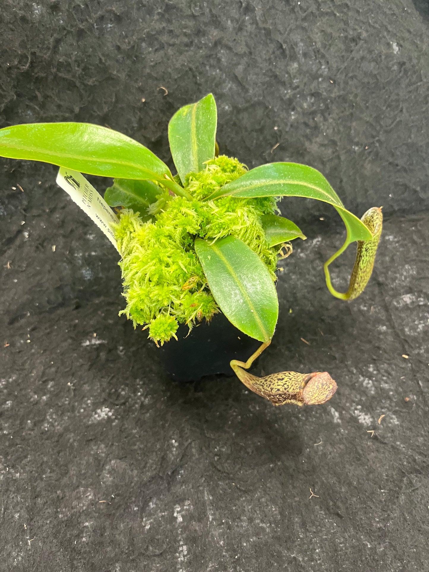 Nepenthes vogelii x mollis SG