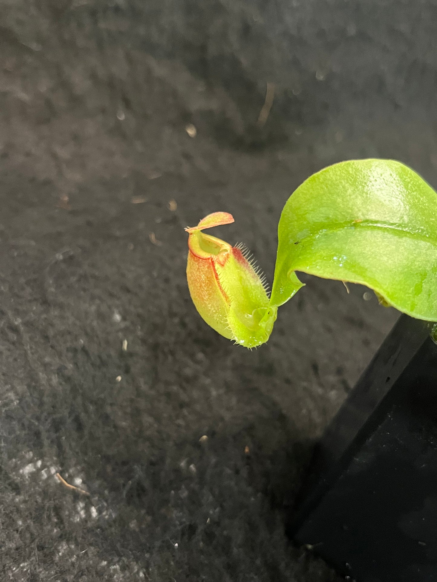 Nepenthes [mirabilis wings x (viking x ampullaria)] x (ampullaria x northiana) SG