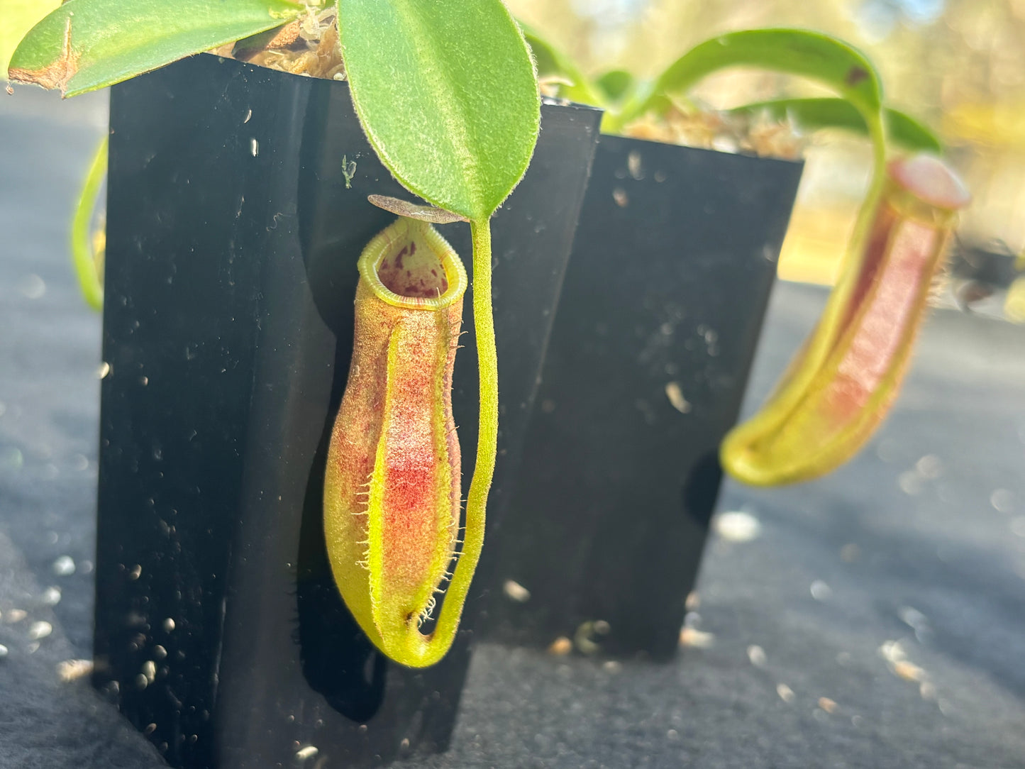 Nepenthes spathulata x lowii BE-4517