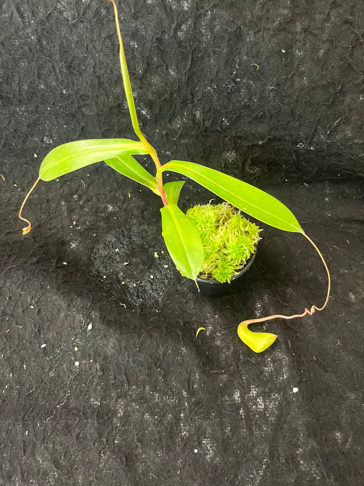 Nepenthes (sibuyanensis x ventricosa) x jacquelineae