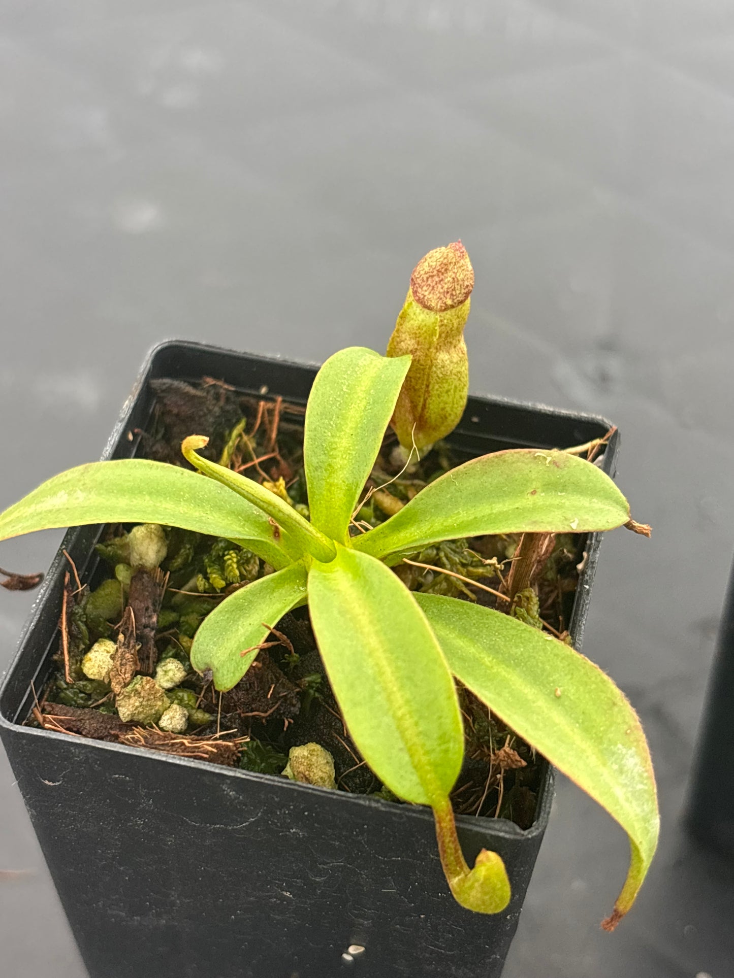 Nepenthes rajah x edwardsiana