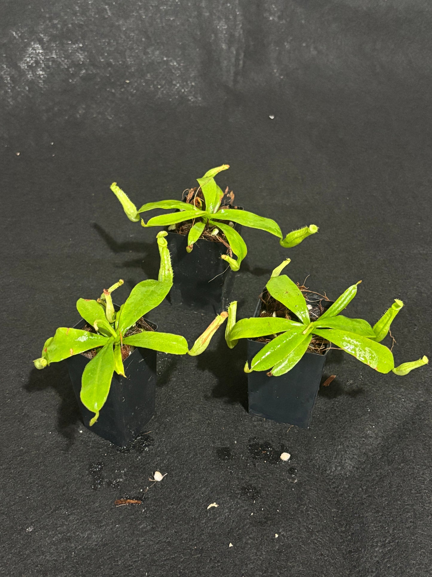 nepenthes Dyeriana