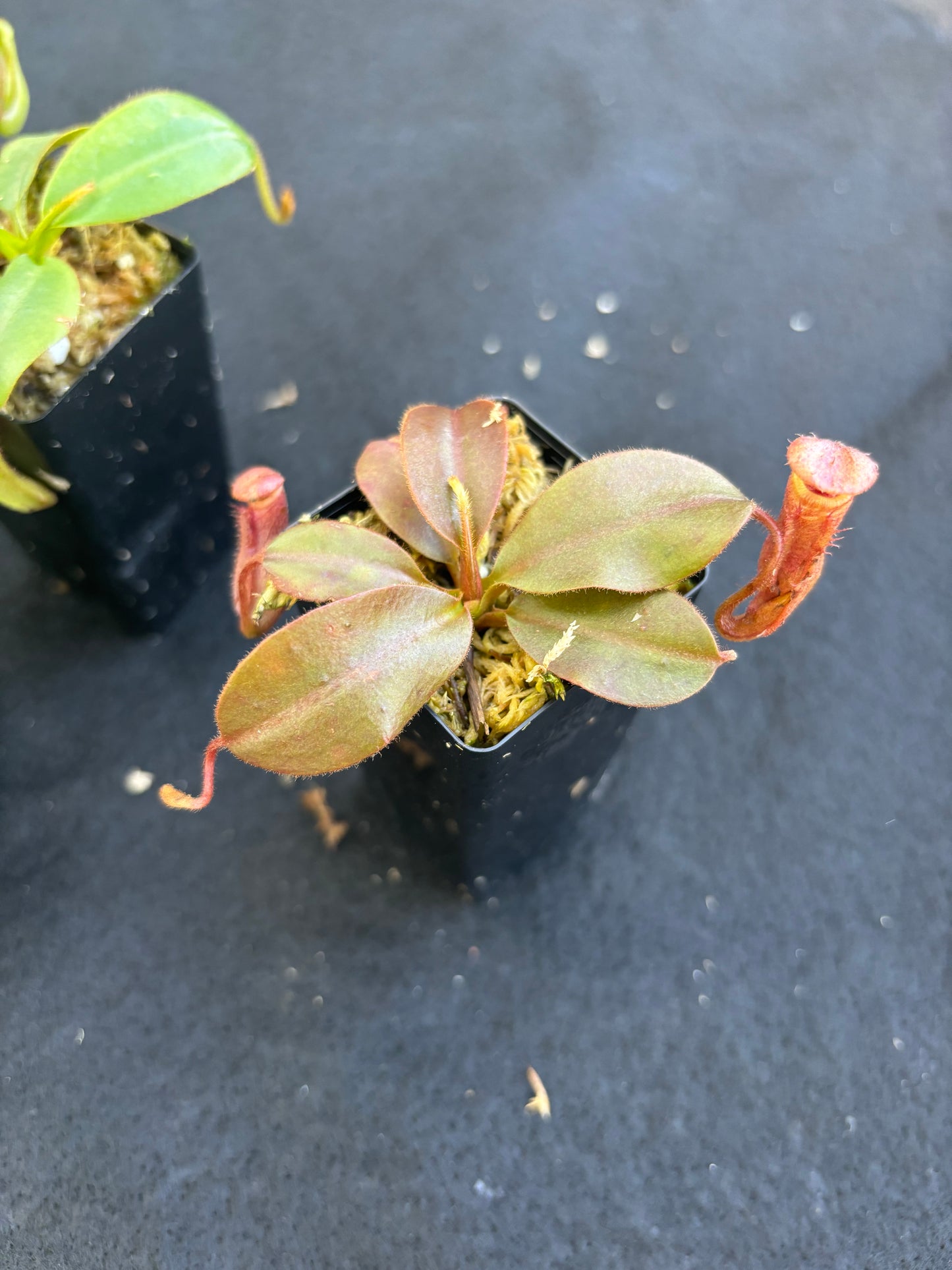 Nepenthes rajah x veitchii Seed-grown