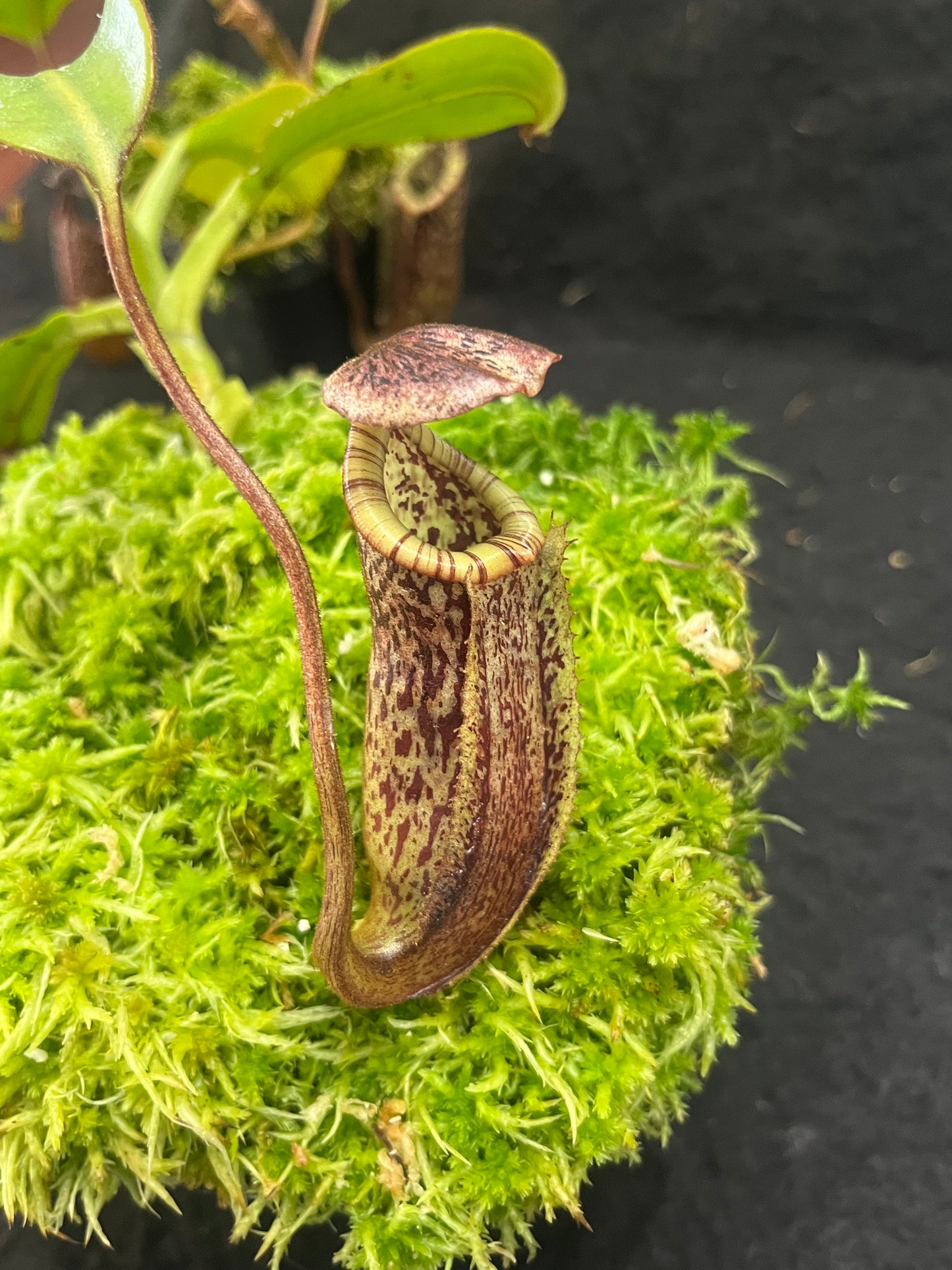 Nepenthes burbidgeae BE-3848