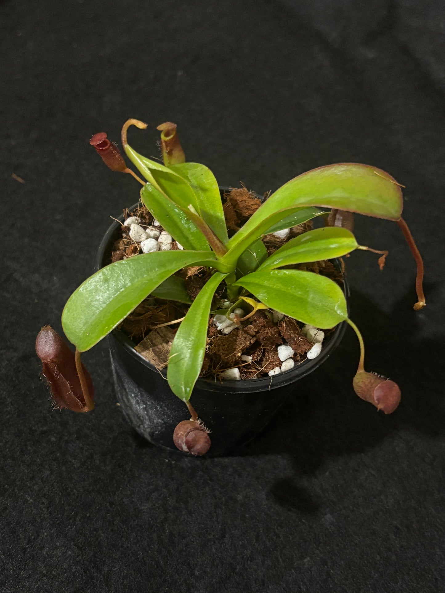 Nepenthes lowii x ventricosa