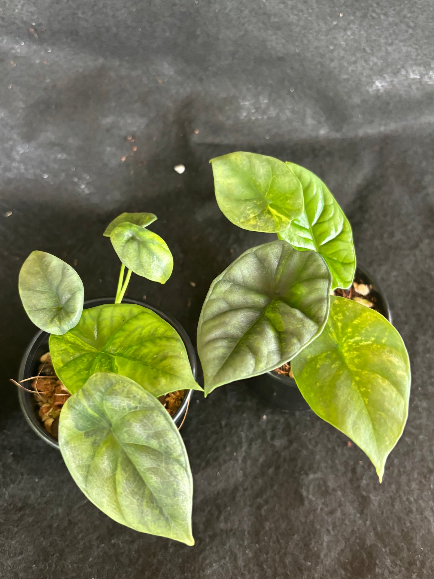 Alocasia sinuate variegared