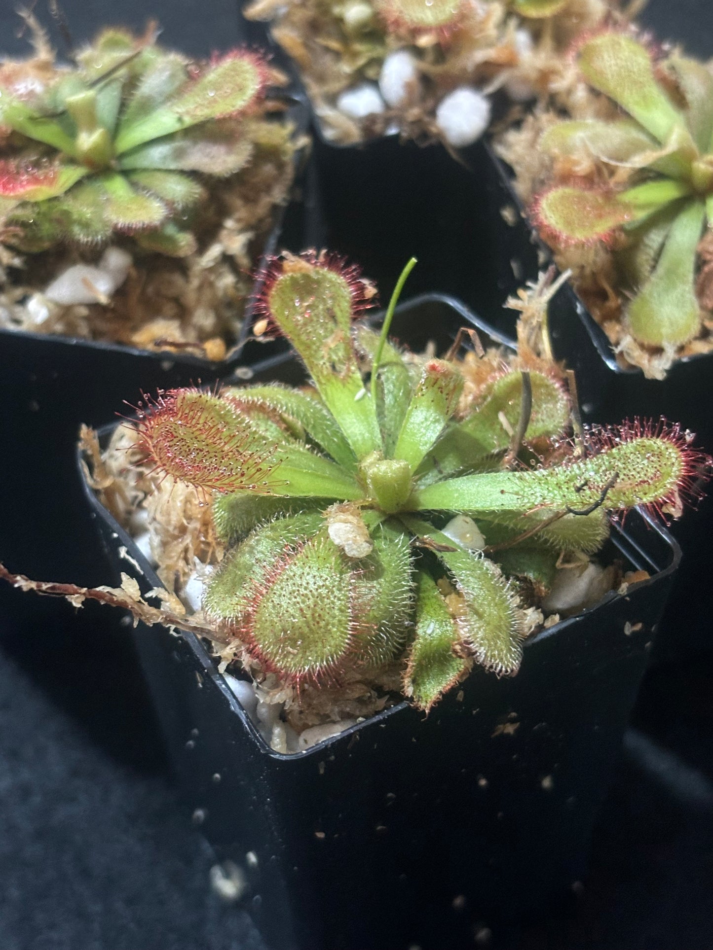 Drosera occidentalis