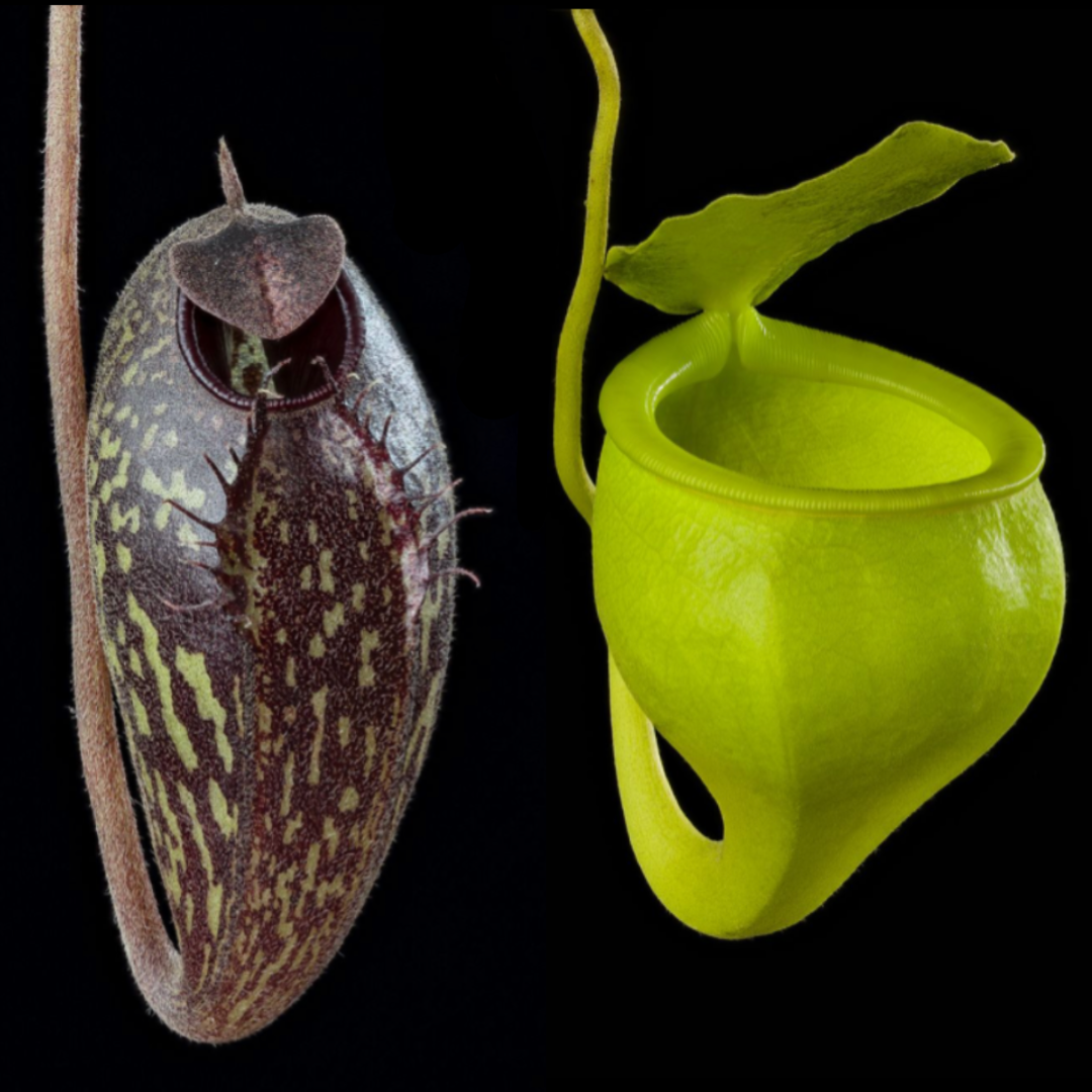 Nepenthes aristolochioides x undulatifolia