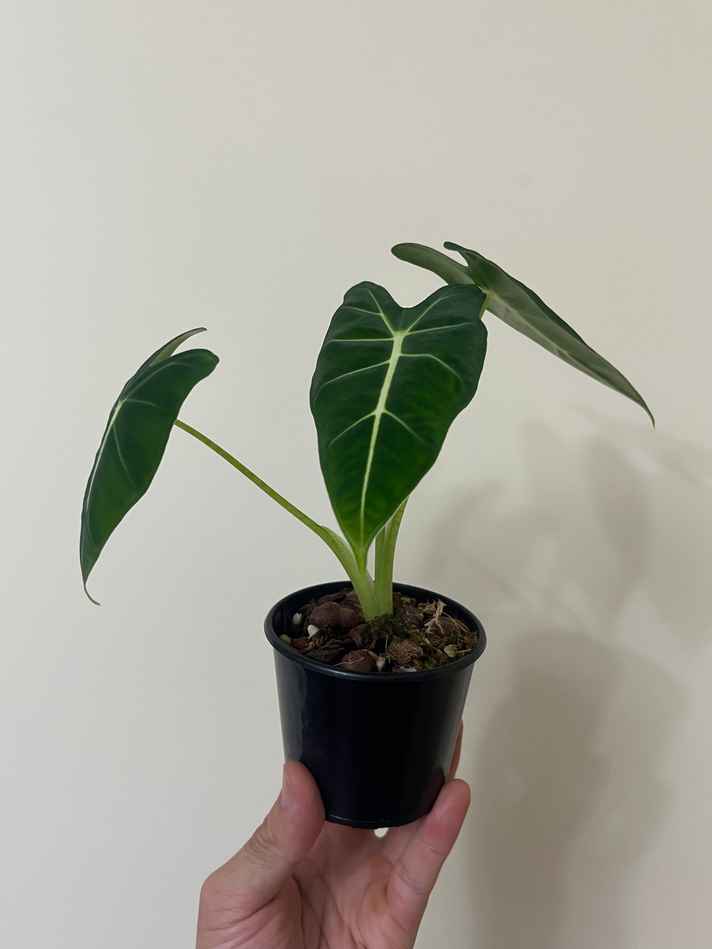 Alocasia micholitziana Green Velvet