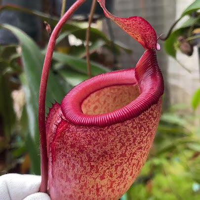 Nepenthes sibuyanensis x attenboroughii BE-4579
