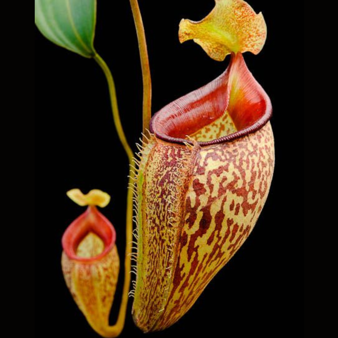 Nepenthes talangensis