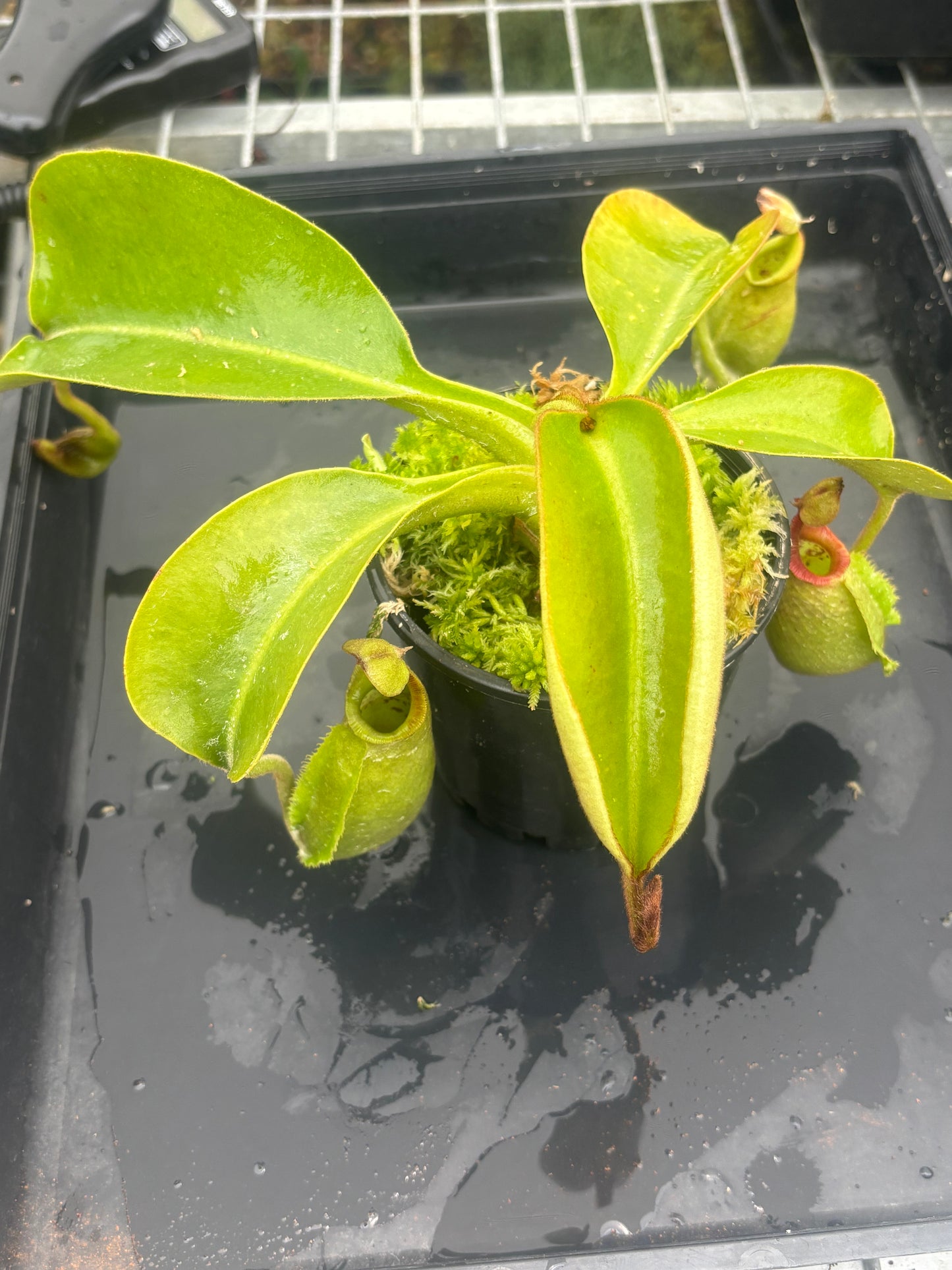 Nepenthes robcantleyi x veitchii BE-3933