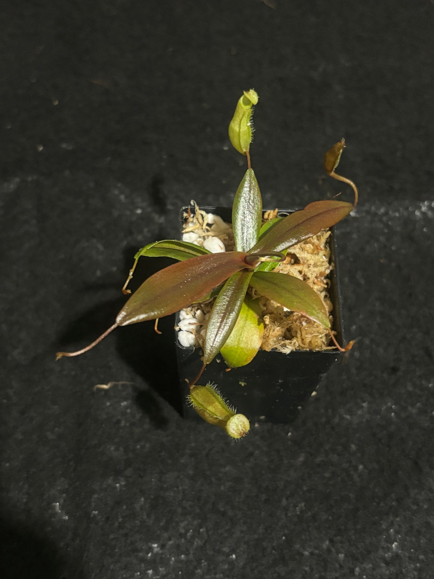 Nepenthes bellii