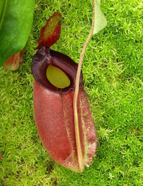 Nepenthes spathulata x ampullaria BE-4073
