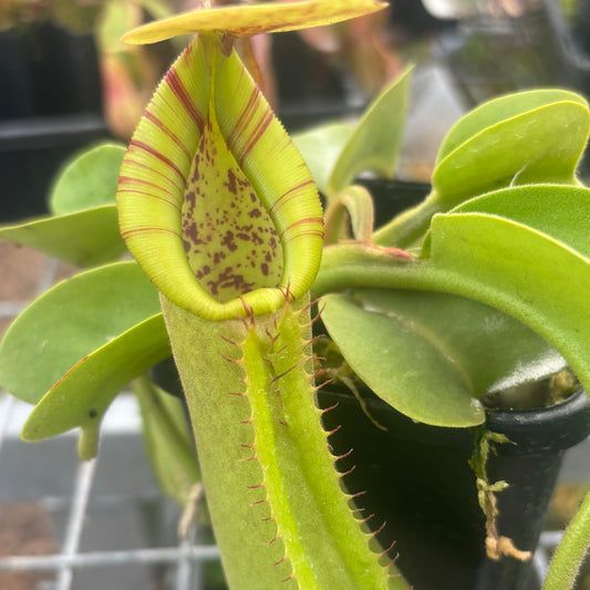 Nepenthes truncata