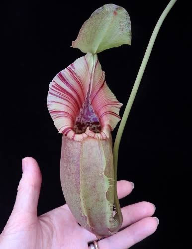 Nepenthes robcantleyi x ovata BE-3996