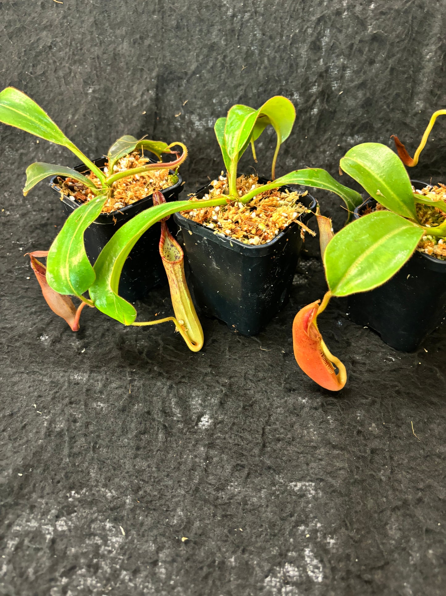 Nepenthes epiphytica x veitchii (striped peristome) SG