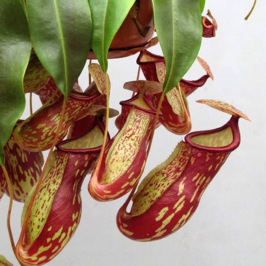 Nepenthes St Gaya