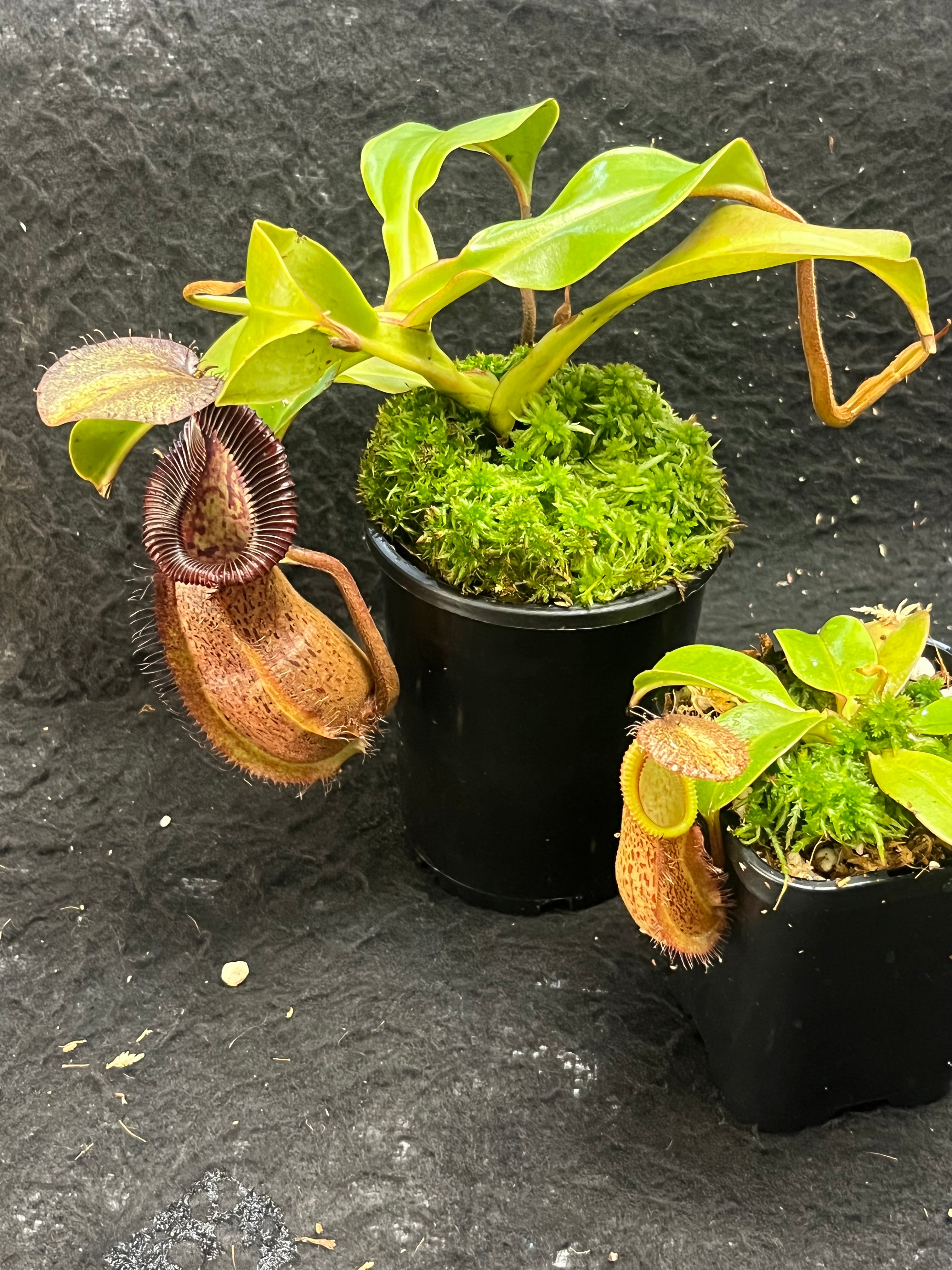 Nepenthes robcantleyi x hamata BE-3958 – Pitcher N' Moss