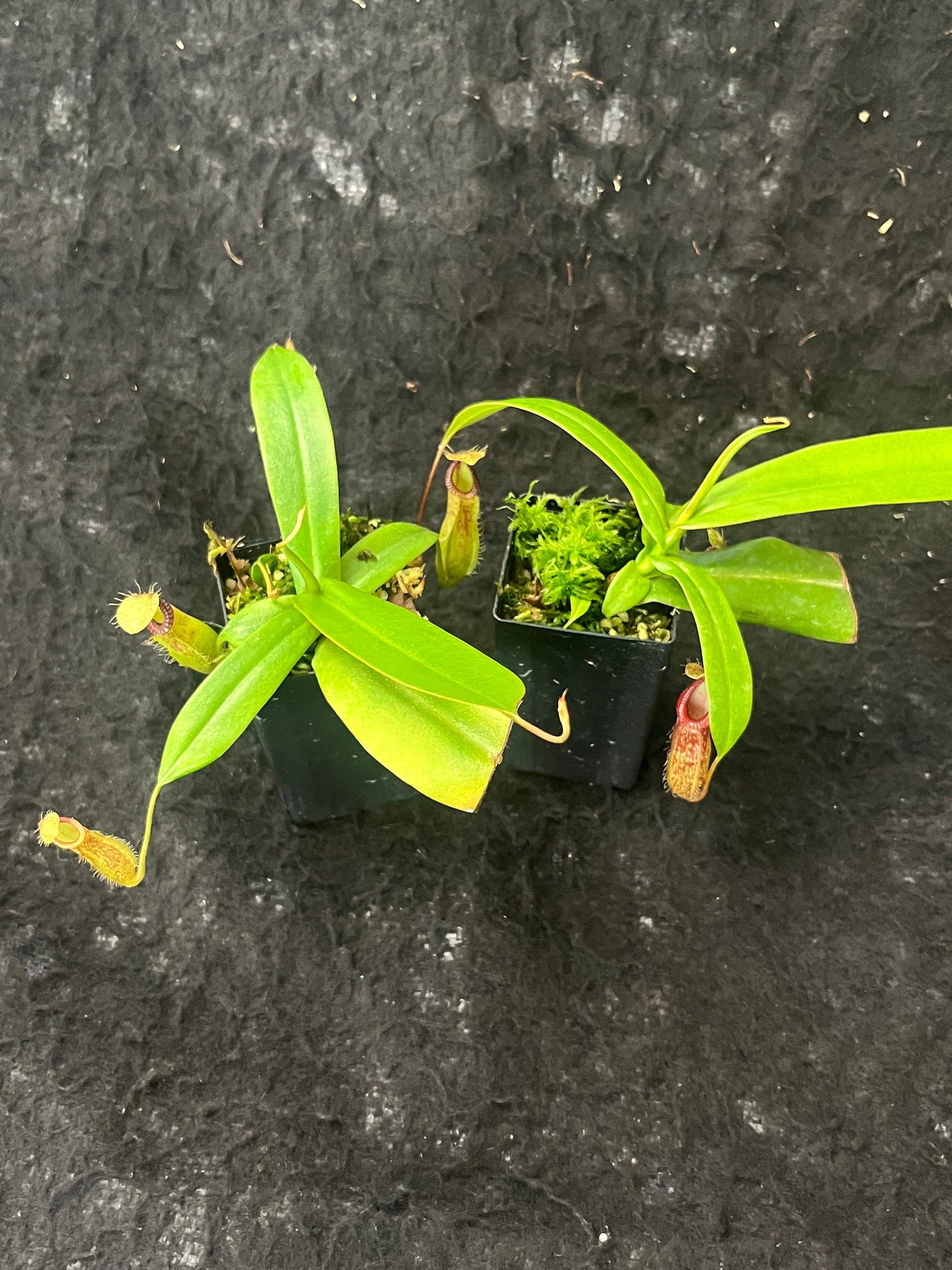 Nepenthes burkei x hamata BE-3747