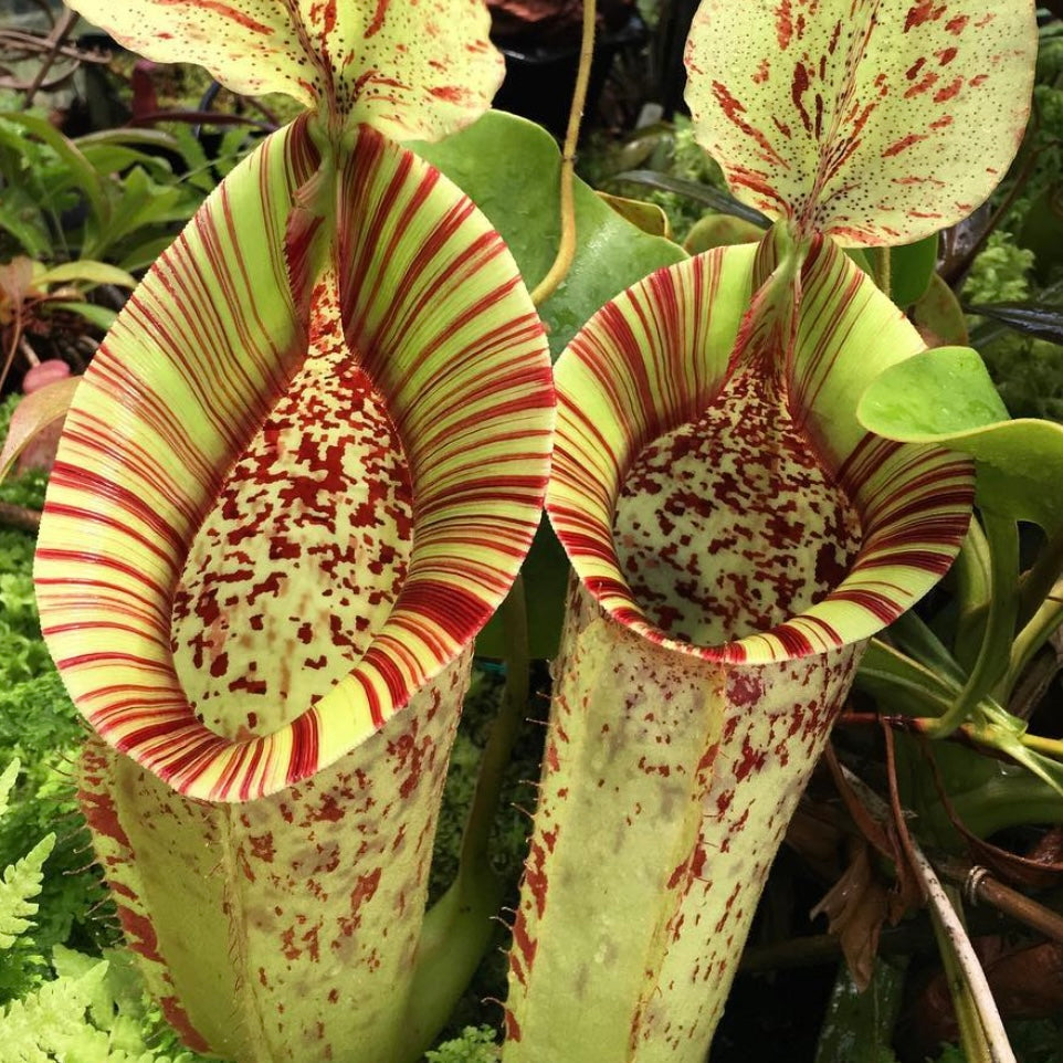 nepenthes Dyeriana